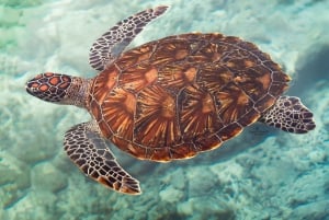 zanzibar uinti merikilpikonnien ja delfiinien kanssa kizimkazissa