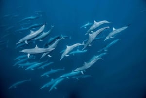 zanzibar uinti merikilpikonnien ja delfiinien kanssa kizimkazissa