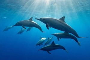 zanzibar uinti merikilpikonnien ja delfiinien kanssa kizimkazissa