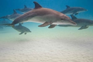 zanzibar swimming with sea turles and dolphins in kizimkazi