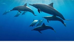 zanzibar swimming with sea turles and dolphins in kizimkazi