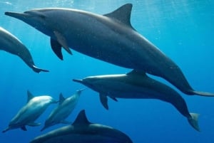 zanzibar swimming with sea turles and dolphins in kizimkazi