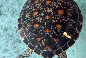 Zanzibar: Merikilpikonnien kanssa uiminen Salam-luolassa Kizimkazi-kylässä