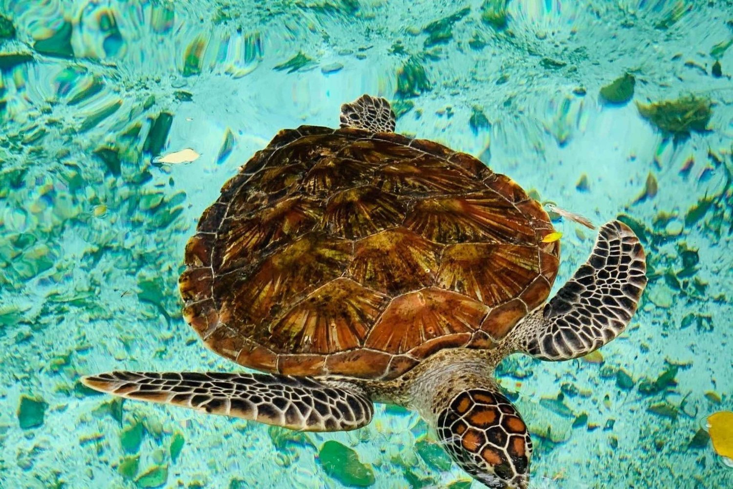 Zanzibar: Swimming with the Turtles at the Natural Aquarium