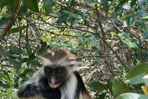 Zanzibar: Bading med skilpadder i Kizimkaz og Jozani-skogen