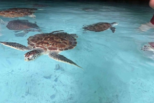 Zanzibar: Bading med skilpadder i Kizimkaz og Jozani-skogen