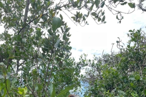 Zanzibar: Bading med skilpadder i Kizimkaz og Jozani-skogen