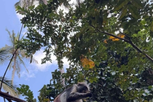 Zanzibar: Bading med skilpadder i Kizimkaz og Jozani-skogen