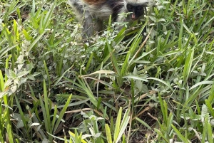 Zanzibar: Bading med skilpadder i Kizimkaz og Jozani-skogen