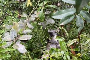 Zanzibar: Bading med skilpadder i Kizimkaz og Jozani-skogen