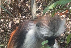 Zanzibar: Bading med skilpadder i Kizimkaz og Jozani-skogen