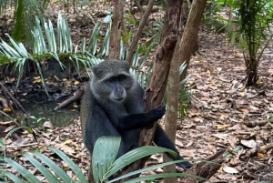 Zanzibar: Bading med skilpadder i Kizimkaz og Jozani-skogen
