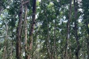 Zanzibar: Bading med skilpadder i Kizimkaz og Jozani-skogen