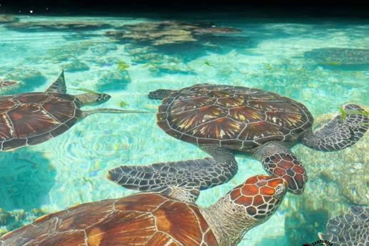 Zanzibar : Nager avec les tortues à l'aquarium de la grotte de Salaam