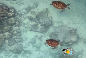 ザンジバル：サラーム洞窟水族館でカメと泳ぐ