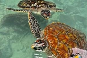 Zanzibar : Nager avec les tortues à l'aquarium de la grotte de Salaam