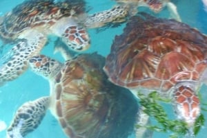 Zanzibar : Nager avec les tortues à l'aquarium de la grotte de Salaam