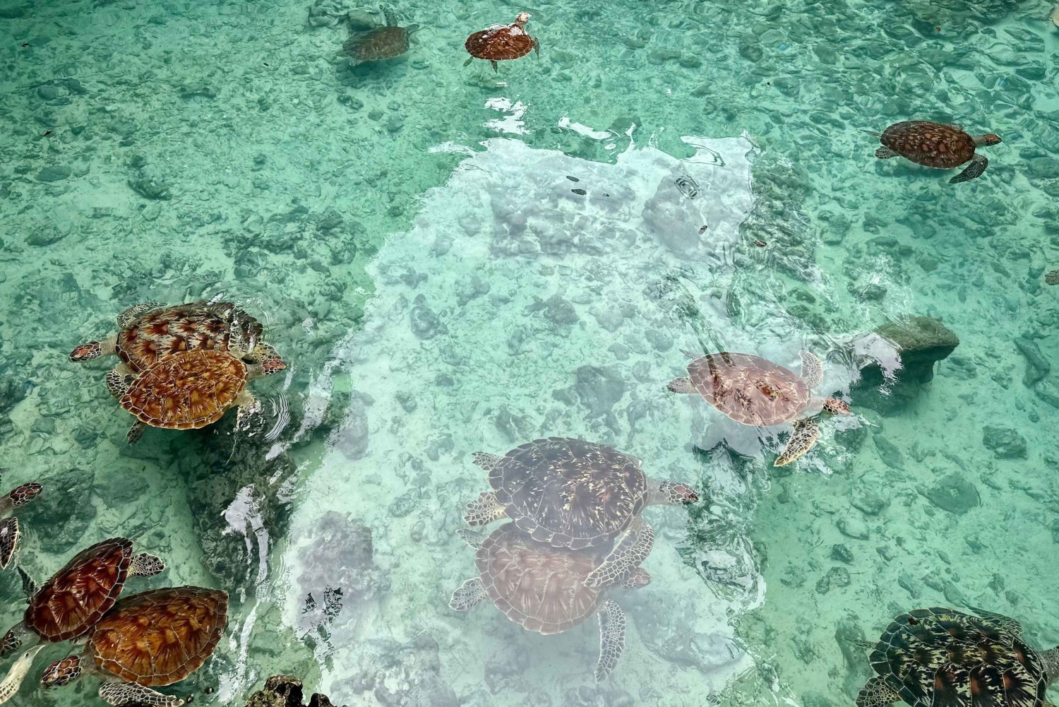 Sansibar: Uiminen kilpikonnien kanssa Salaamin luolassa Kizimkazissa