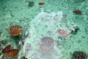 Sansibar: Uiminen kilpikonnien kanssa Salaamin luolassa Kizimkazissa