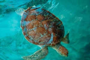 Zanzibar:Nuotare con le tartarughe nella grotta di Salaam