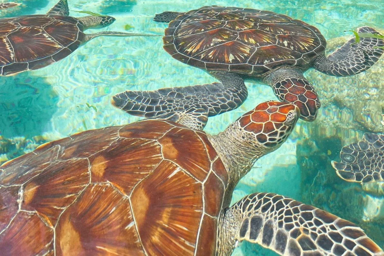 Sansibar: Schwimmen mit Schildkröten+Kuza Höhlentour