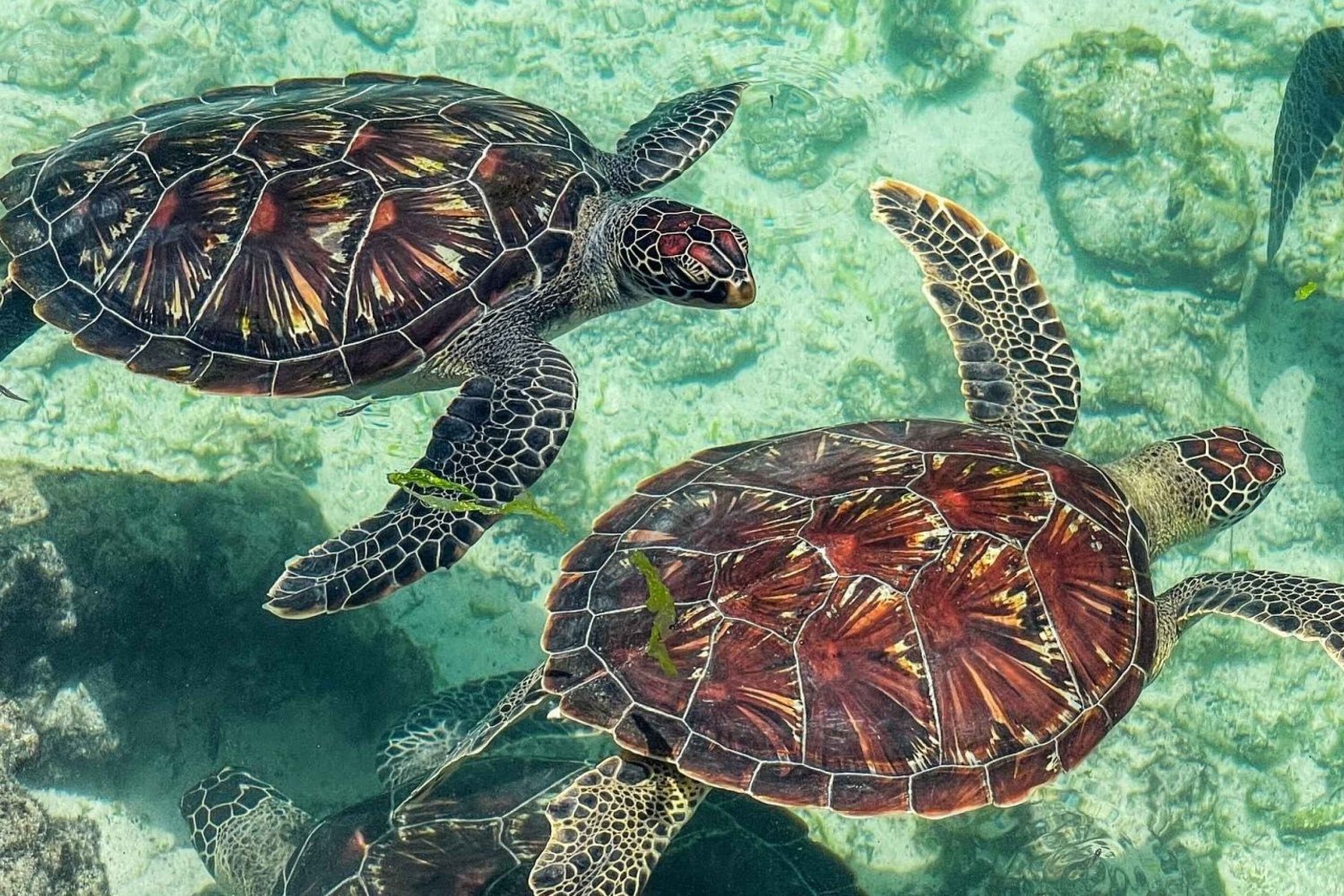 Zanzibar: Simning med sköldpaddor