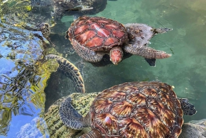 Zanzibar : Circuit à la nage avec les tortues