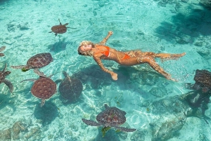 Zanzibar: Svømning med skildpadder