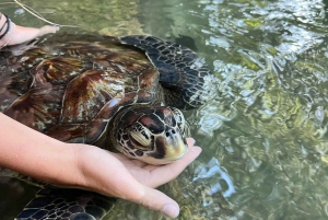 Zanzibar : Circuit à la nage avec les tortues