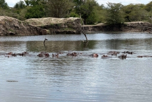 Zanzibar i Tanzania: 13-dniowa przygoda na plaży i safari