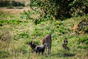 Zanzibar: Tarangire og Ngorongoro 3-dagers safari