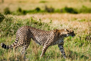 Zanzibar: Tarangire og Ngorongoro 3-dagers safari