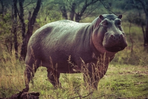 Zanzibar: Tarangire og Ngorongoro 3-dagers safari