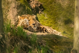 Zanzibar: Tarangire og Ngorongoro 3-dagers safari