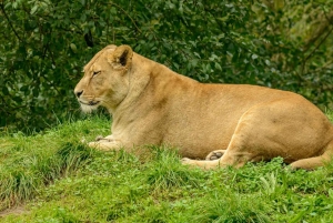 Zanzibar: Tarangire og Ngorongoro 3-dagers safari