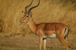 Zanzibar: Tarangire og Ngorongoro 3-dagers safari