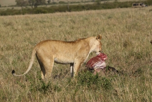 Zanzibar: Tarangire og Ngorongoro 3-dagers safari