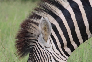 Zanzibar: safári de avião em Tarangire e na cratera de Ngorongoro