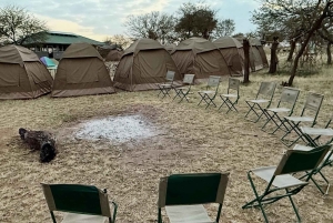 Zanzibar: Tarangire safari over natten med nattsafari