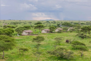 Zanzibar: Tarangire safari over natten med nattsafari