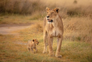 Zanzibar: Safari em Tarangire com voos e safaris