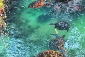 Zanzibar: Tazari Village Tour and Swimming with Turtles