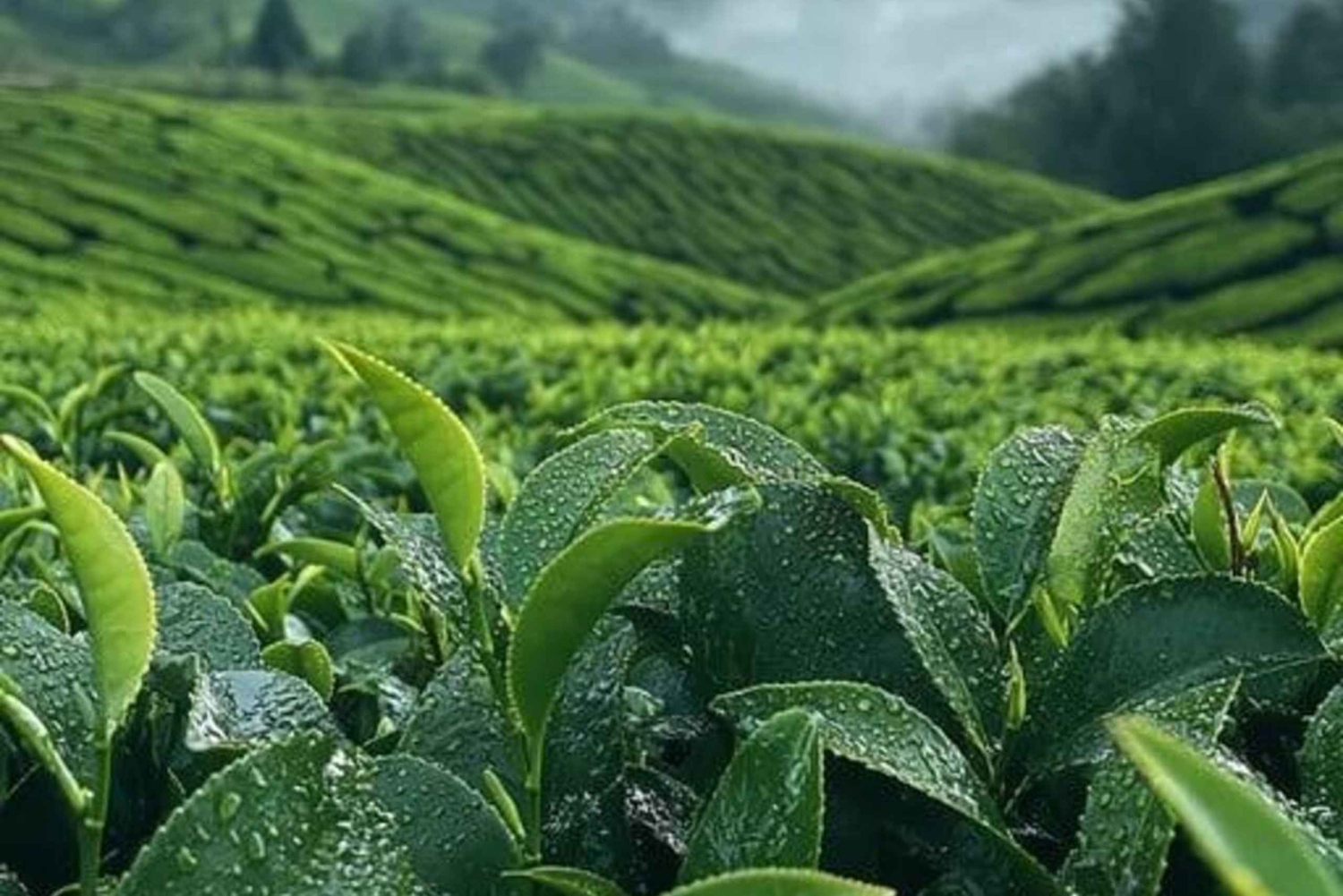 Занзибар: экскурсия по чайной плантации с дегустацией