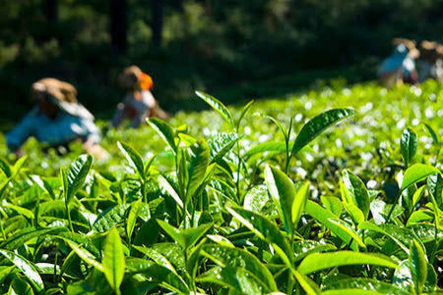 Занзибар: экскурсия по чайной плантации с дегустацией
