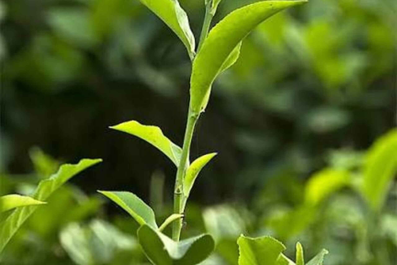 Занзибар: экскурсия по чайной плантации с дегустацией