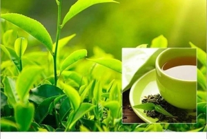 Занзибар: экскурсия по чайной плантации с дегустацией