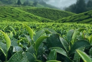 Занзибар: экскурсия по чайной плантации с дегустацией