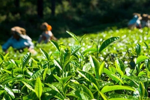 Занзибар: экскурсия по чайной плантации с дегустацией