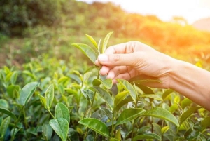 Занзибар: экскурсия по чайной плантации с дегустацией