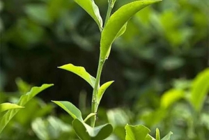 Занзибар: экскурсия по чайной плантации с дегустацией